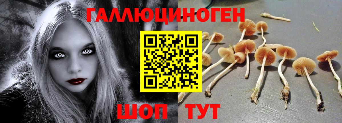 Дедовск  Псилоцибиновые грибы GOLDEN TEACHER  даркнет сайт  Вход с VPN 